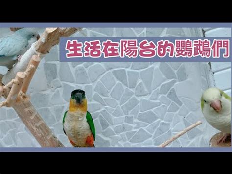 陽台有鳥風水|【陽台養鳥風水】陽台養鳥風水大解密！趨吉避兇，打造好運鳥園。